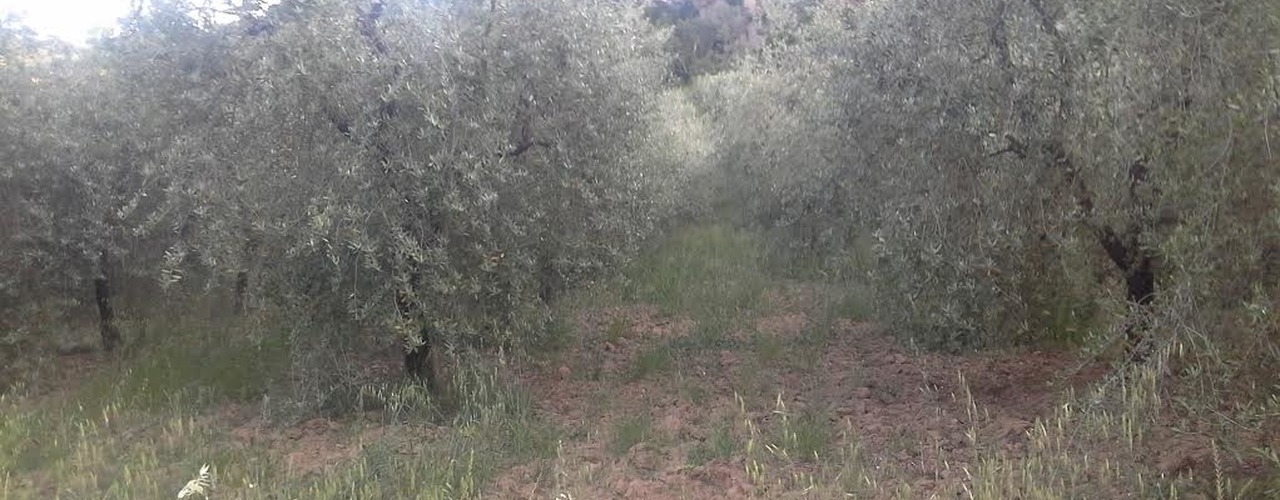 Potatura dell'olivo Potatura dell'olivo