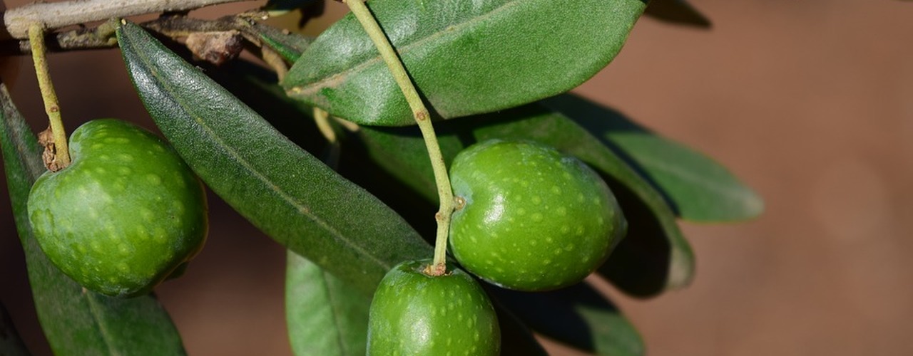 potatura olivo 2021 potatura olivo 2021