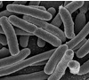 Presenza di un focolaio del batterio Erwinia amylovora nell’area delimitata del comprensorio frutticolo della Valdichiana aretina Presenza di un focolaio del batterio Erwinia amylovora nell’area delimitata del comprensorio frutticolo della Valdichiana aretina