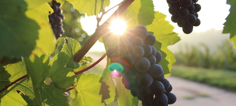Adozione dei criteri di priorità e individuazione della superficie massima richiedibile e della superficie minima garantita per il rilascio delle autorizzazioni per i nuovi impianti viticoli da realizzare nell'ambito della Regione Toscana