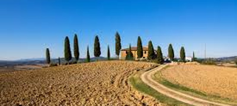 Linee guida per contrastare la diffusione in Toscana Ceratocystis platani agente del cancro colorato del platano Linee guida per contrastare la diffusione in Toscana Ceratocystis platani agente del cancro colorato del platano