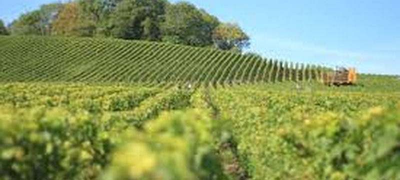 Nuovi impianti viticoli. Annualità 2019 Nuovi impianti viticoli. Annualità 2019