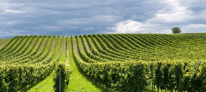 Scadenza autorizzazioni nuovi impianti viticoli rilasciate nel corso del 2016 Scadenza autorizzazioni nuovi impianti viticoli rilasciate nel corso del 2016